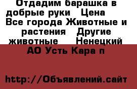 Отдадим барашка в добрые руки › Цена ­ 1 - Все города Животные и растения » Другие животные   . Ненецкий АО,Усть-Кара п.